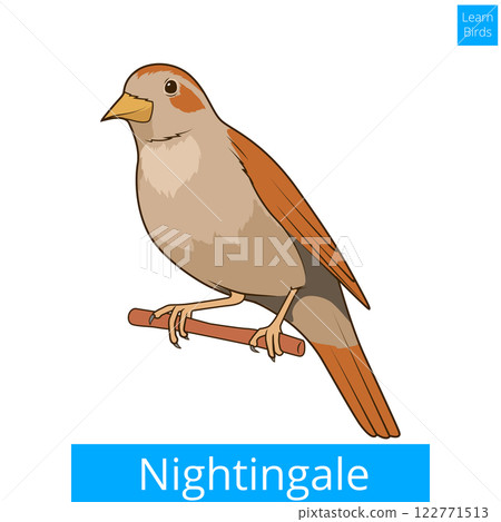 Nightingale learn birds educational game vector 122771513