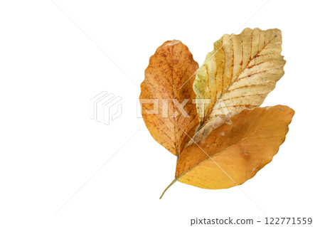 Detailed cutout of yellowish leaves with clipping paths on white background allowing for easy editing. Perfect for digital art, nature inspired designs, and environmental themed projects. Detailed cutout of yellowish leaves with clipping paths on white background allowing for easy editing. Perfect for digital art, nature inspired designs, and environmental themed projects. 122771559