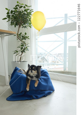 Chihuahua with a balloon around its neck 122771646