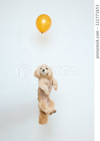脖子上掛著氣球的玩具貴賓犬 122771653