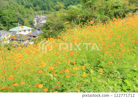 Kibana cosmos flowers in full bloom Kibana cosmos flowers in full bloom 122771712