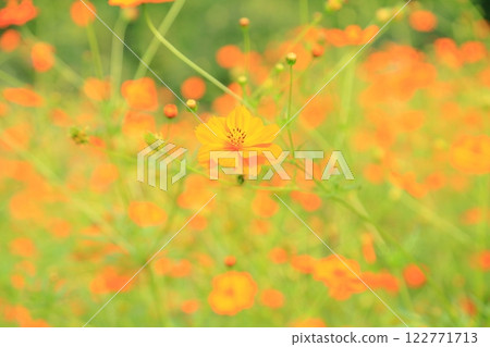 Kibana cosmos flowers in full bloom Kibana cosmos flowers in full bloom 122771713
