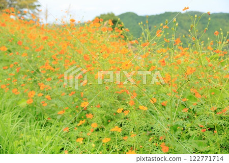 Kibana cosmos flowers in full bloom Kibana cosmos flowers in full bloom 122771714
