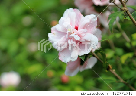 Yaezaki Flower of Mukuge 122771715