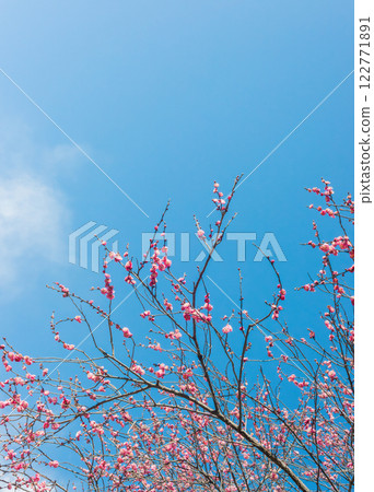 紅梅盛開，初春梅林 122771891