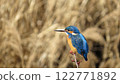 翠鳥在蘆葦的背景下 122771892