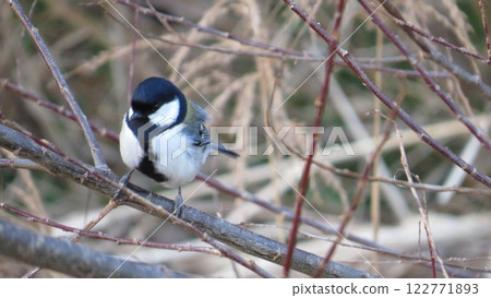 大山雀棲息在樹枝上 122771893