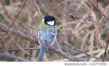 一隻大山雀面朝後方，棲息在樹枝上 122771894