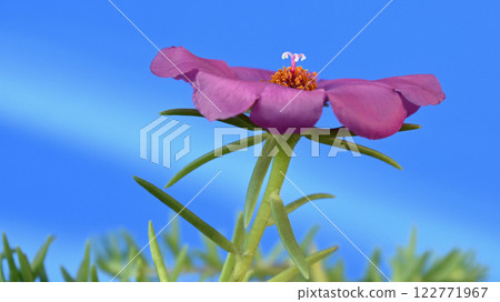 Matsuba button flower Matsuba button flower 122771967