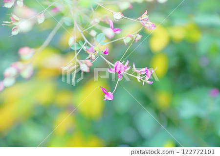 可愛的布希三葉草花 122772101