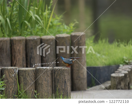 A defecation kingfisher 122772110