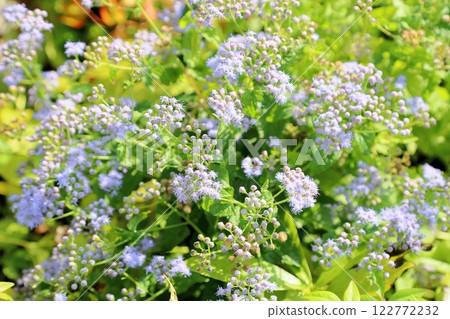 Refreshing Eupatorium flower 122772232