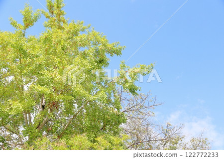 彩色的銀杏葉和銀杏果 122772233