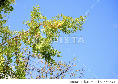 Colored ginkgo leaves and ginkgo nuts Colored ginkgo leaves and ginkgo nuts 122772234