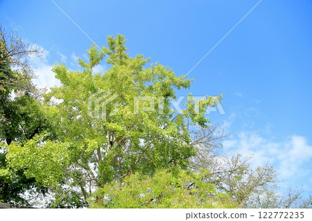 Colored ginkgo leaves and ginkgo nuts Colored ginkgo leaves and ginkgo nuts 122772235