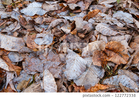 Forest fallen leaves 122772338