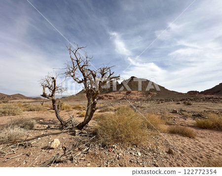 Withered tree in Timna Park in the Arava desert Withered tree in Timna Park in the Arava desert 122772354