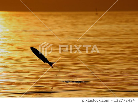 The jumping fish is shining The jumping fish is shining 122772454