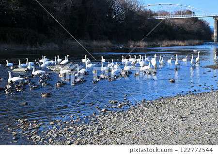 Whooper swans and ducks flock to the feeding grounds to spend the winter in the old Kawamoto area of Fukaya City 122772544