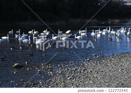 Whooper swans and ducks flock to the feeding grounds to spend the winter in the old Kawamoto area of Fukaya City 122772545