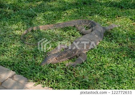 Asian water monitor in Chatuchak Park in Bangkok Asian water monitor in Chatuchak Park in Bangkok 122772633