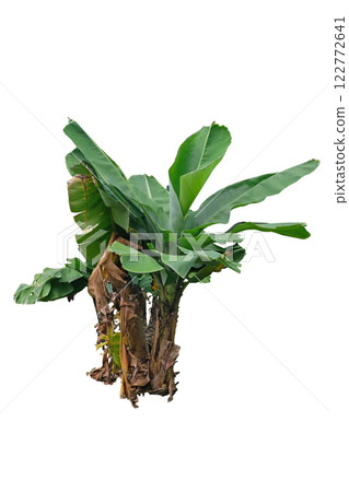 Dwarf cavendish banana tree Dwarf cavendish banana tree 122772641