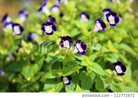 Cute Torenia flower Cute Torenia flower 122772672