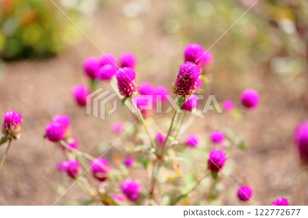 Cute globe amaranth flowers Cute globe amaranth flowers 122772677