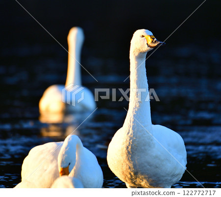 Whooper swans overwintering in the Arakawa River 122772717