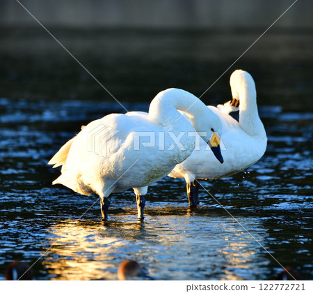 Whooper swans overwintering in the Arakawa River 122772721