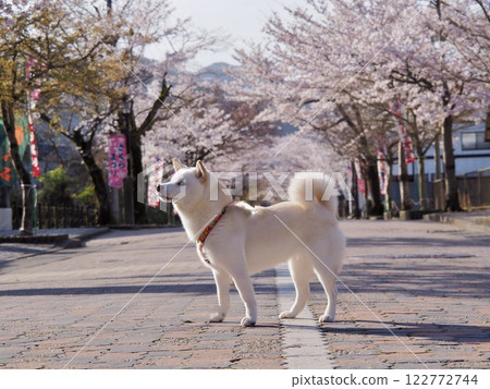 Dog, Shiba Inu, White Shiba, White, Cherry blossoms, Cherry blossom trees, Sakura, Cherry blossoms, Approach to the temple, Spring, Sky, Cute, Yagikumi-san Kegon-ji Temple, Yoshino cherry blossoms, Gifu Dog, Shiba Inu, White Shiba, White, Cherry blossoms, Cherry blossom trees, Sakura, Cherry blossoms, Approach to the temple, Spring, Sky, Cute, Yagikumi-san Kegon-ji Temple, Yoshino cherry blossoms, Gifu 122772744