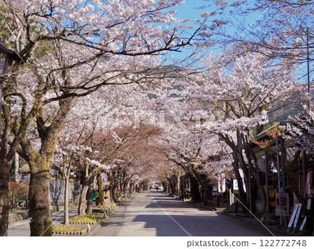 八木埼山華嚴寺的櫻花樹路 八木埼山華嚴寺的櫻花樹路 122772748