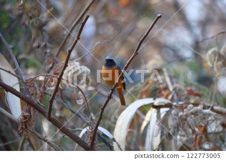 Kotobuki Kotobuki 122773005