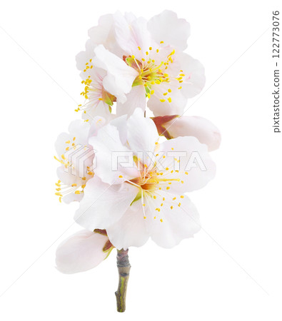 Branchlet with white almond tree blossoms isolated 122773076