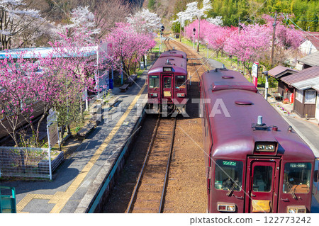 Peach blossoms blooming at Kobe Station and on both the up and down lines 122773242