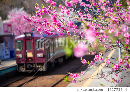 神戶站桃花盛開 神戶站桃花盛開 122773244