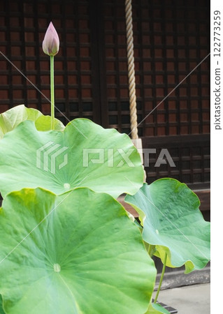 蓮花,純潔的花朵 蓮花,純潔的花朵 122773259