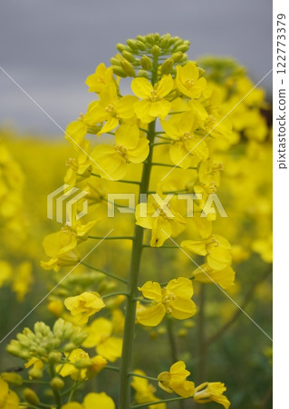 春天的油菜花田 春天的油菜花田 122773379