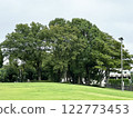 Large tree in green park 122773453