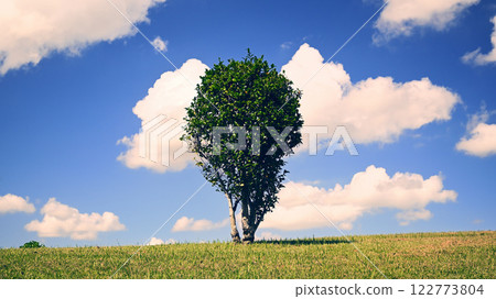 A tree on the top of a hill 122773804