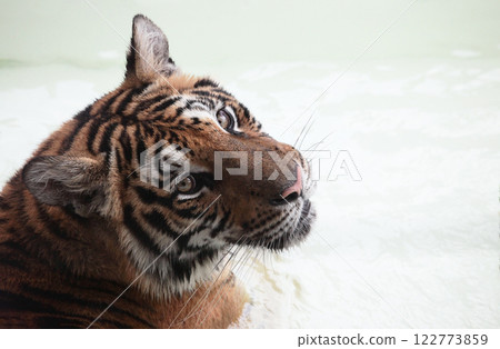 和平時不同,有時你也會露出如此善良的面容 和平時不同,有時你也會露出如此善良的面容 122773859