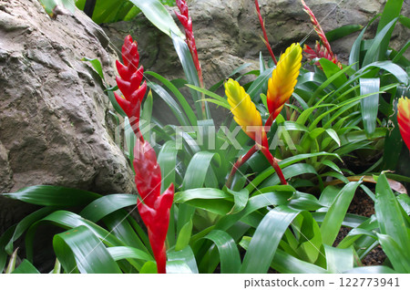 Inko Ananas 122773941