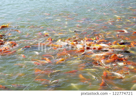 Japan carps koi. Red, orange and white fish swim in the water. 122774721