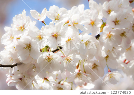 櫻花盛開的春天景象 122774920