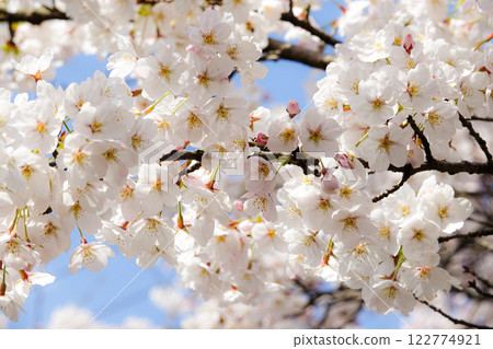 櫻花盛開的春天景象 122774921