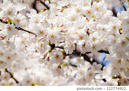 Spring image of cherry blossoms in full bloom 122774922