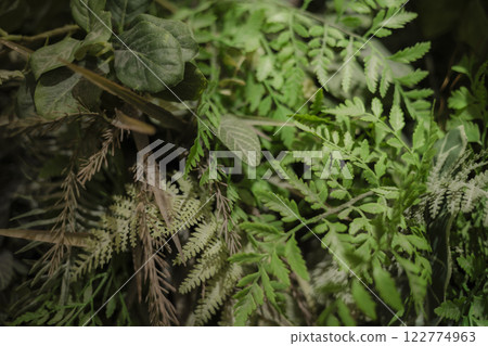 全屏蕨類植物 122774963