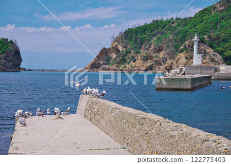 A black-tailed gull resting its wings (Sagiura Fishing Port: Izumo City) 122775403
