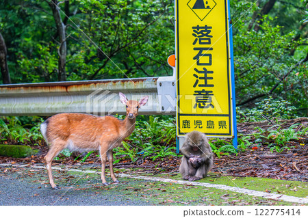 Yakushima World Heritage Site (Autumn) - Yakushima Deer and Yakuza Monkeys - Beware of Falling Rocks Yakushima World Heritage Site (Autumn) - Yakushima Deer and Yakuza Monkeys - Beware of Falling Rocks 122775414