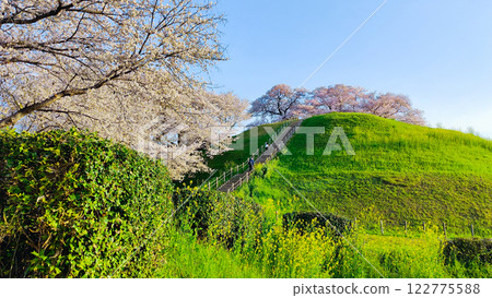 Marugameyama古墳（Sakitama Mound Tomb Park）的櫻花 122775588